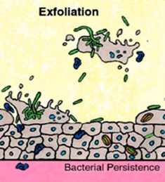 bacteria_exfoliation.webp