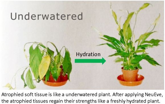 Plant hydration.JPG