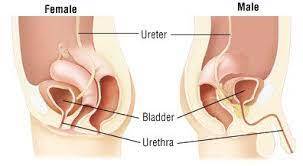 Urethra.jpg